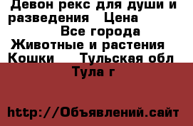 Девон рекс для души и разведения › Цена ­ 20 000 - Все города Животные и растения » Кошки   . Тульская обл.,Тула г.